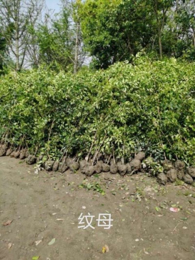 中华蚊母苗，纹母树冠，高1.2-2米