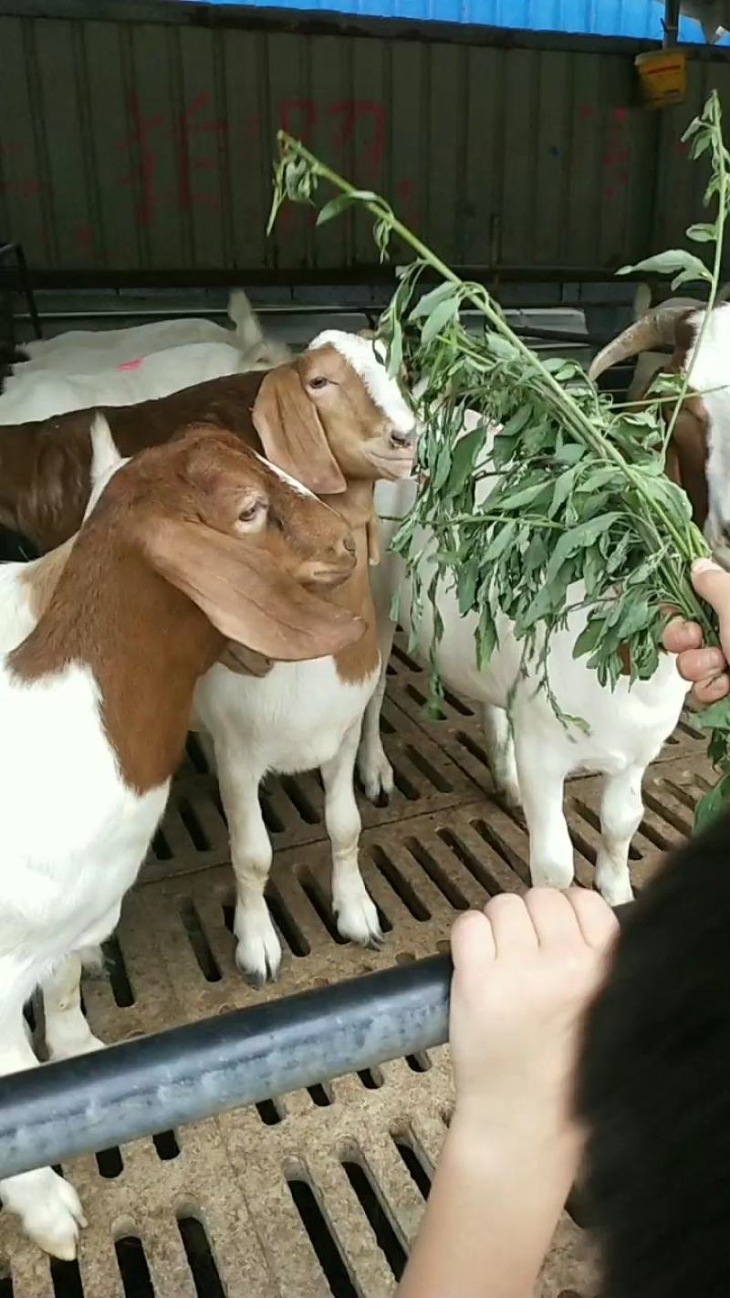 诚信商家货到付款白山羊黑山羊奶山羊黑头杜泊澳洲白种公