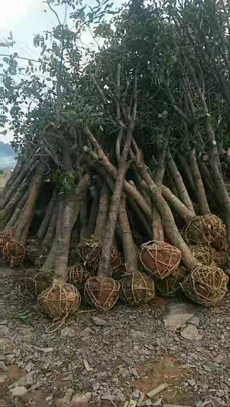桂花，桂花树，光杆桂花树桂花，征地桂花树，【鸿洋园艺】