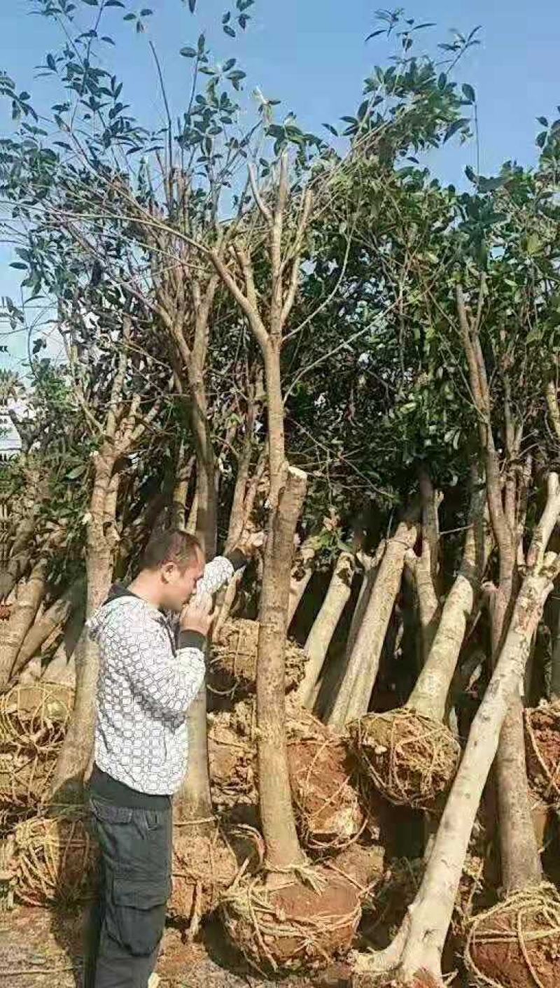 桂花，桂花树，光杆桂花树桂花，征地桂花树，【鸿洋园艺】