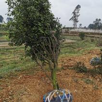 四川眉山东坡区大量出售5—15公分耙耙柑树，可以视频