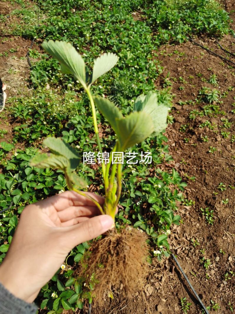【热销草莓苗】妙香七号草莓苗现起苗脱毒苗/产地直供