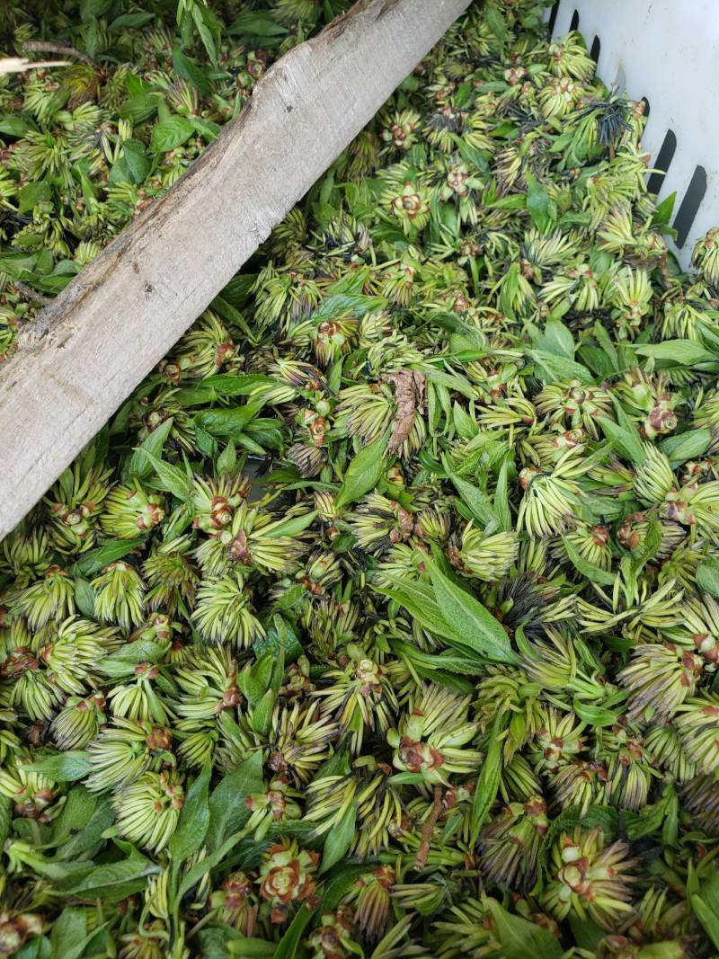 杜仲雄花茶