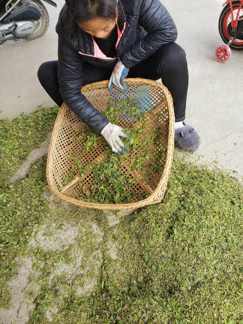 杜仲雄花茶