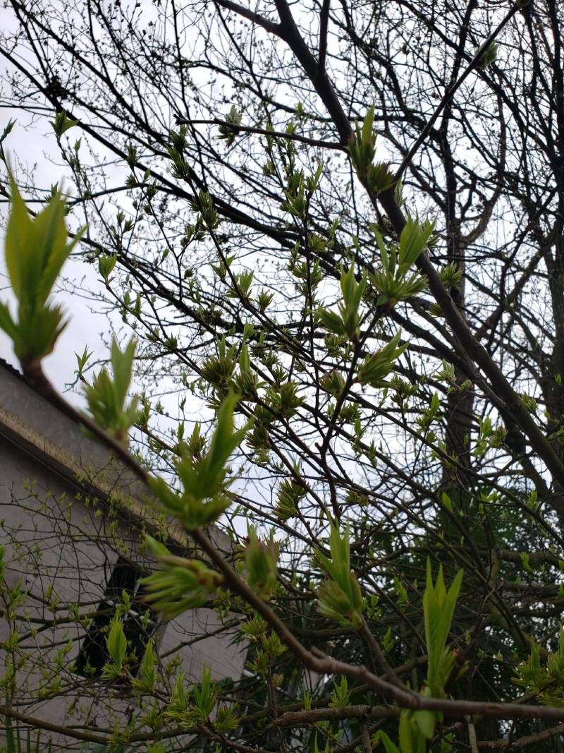 杜仲雄花茶
