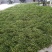 杜仲雄花茶