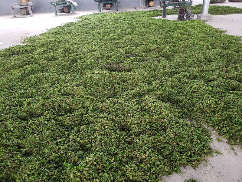 杜仲雄花茶