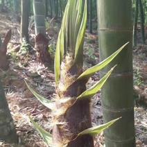 牛毛竹种子，广西优质毛竹种子，栽培技术提供服务。