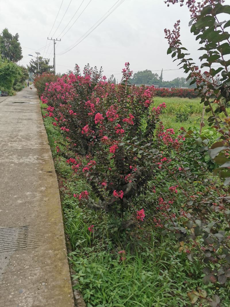 四川眉山东坡区大量出售紫薇，可以视频看货。