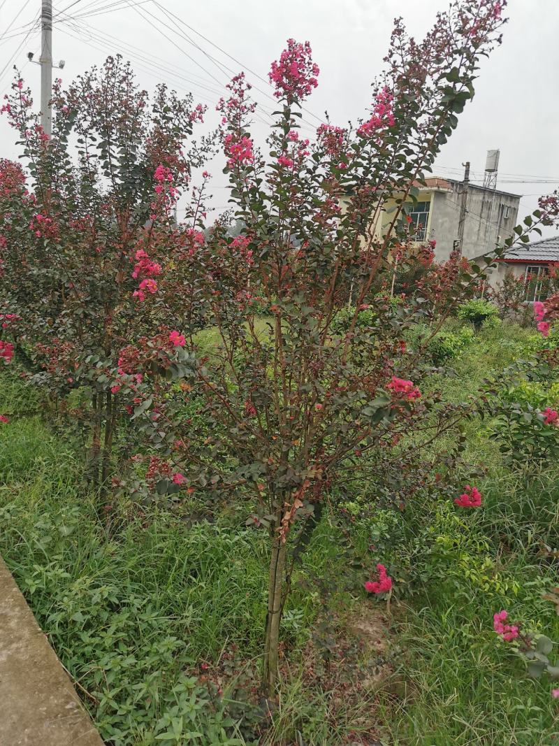 四川眉山东坡区大量出售紫薇，可以视频看货。