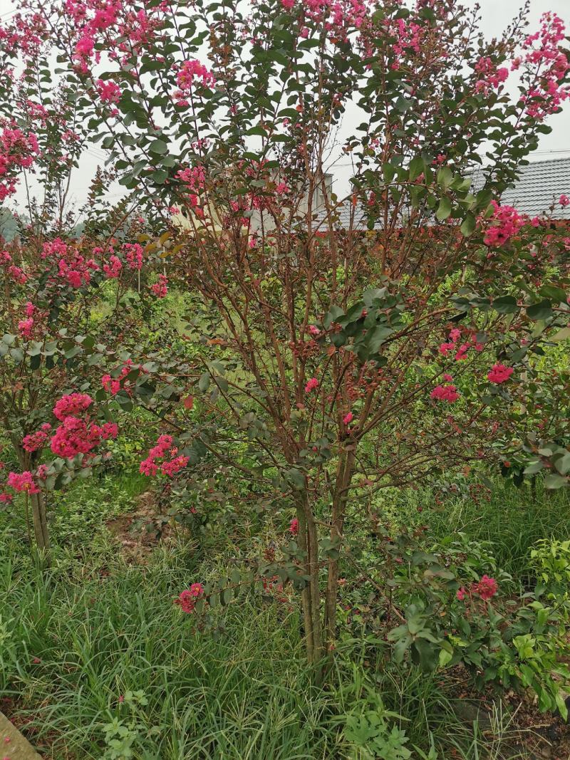 四川眉山东坡区大量出售紫薇，可以视频看货。