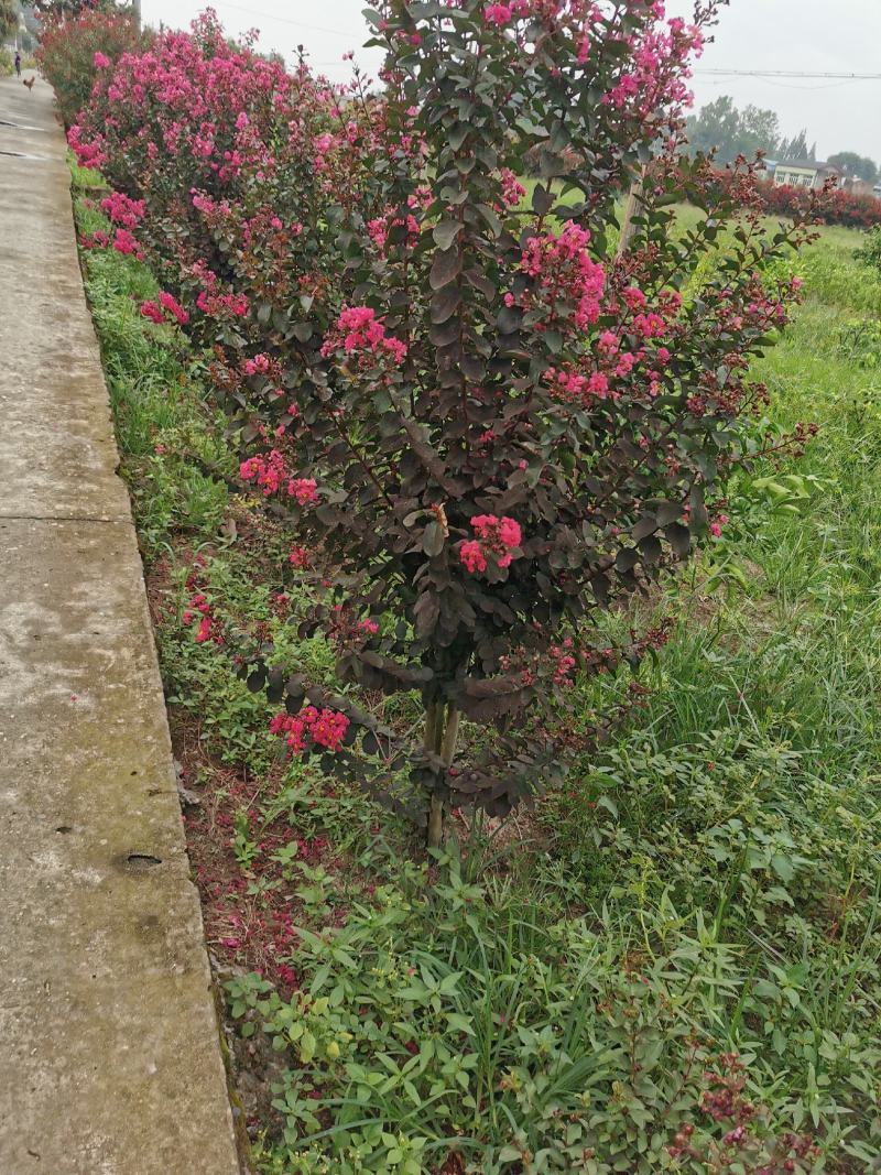 四川眉山东坡区大量出售紫薇，可以视频看货。