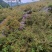 贵州本地有籽刺梨，上市了，基地现摘，纯野生模式栽培