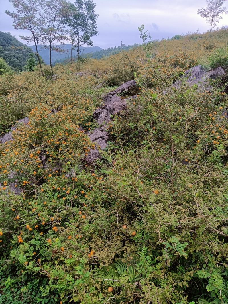 贵州本地有籽刺梨，上市了，基地现摘，纯野生模式栽培