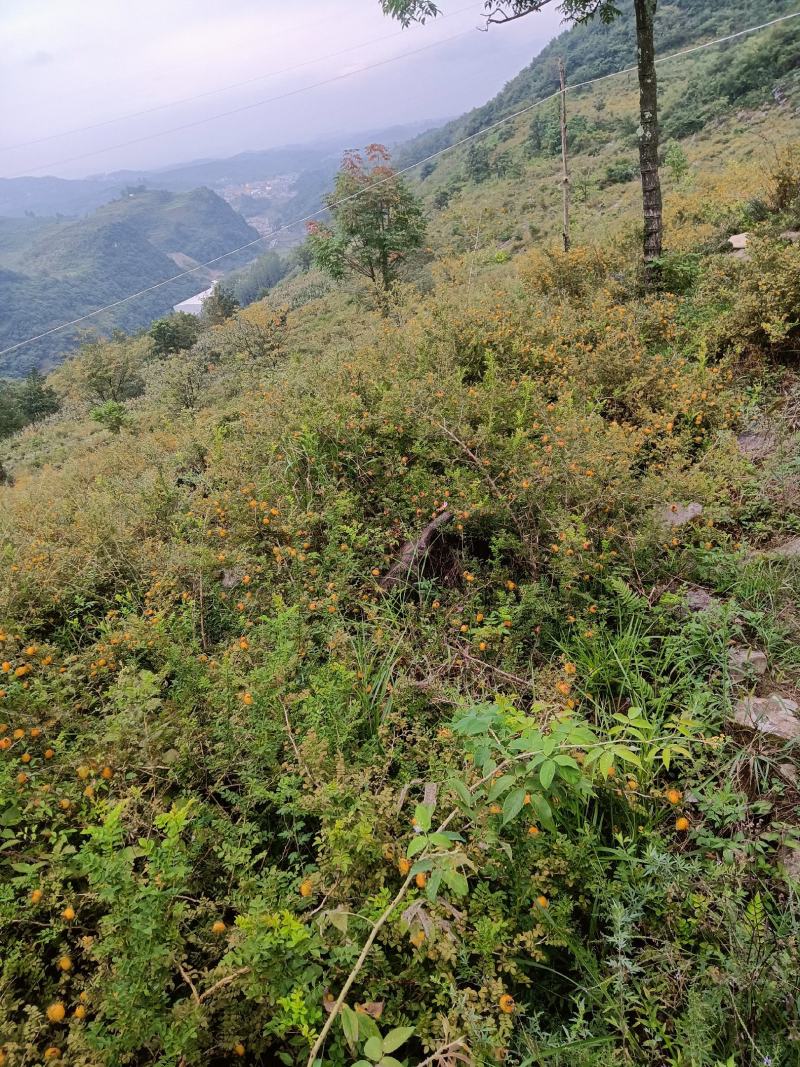 贵州本地有籽刺梨，上市了，基地现摘，纯野生模式栽培