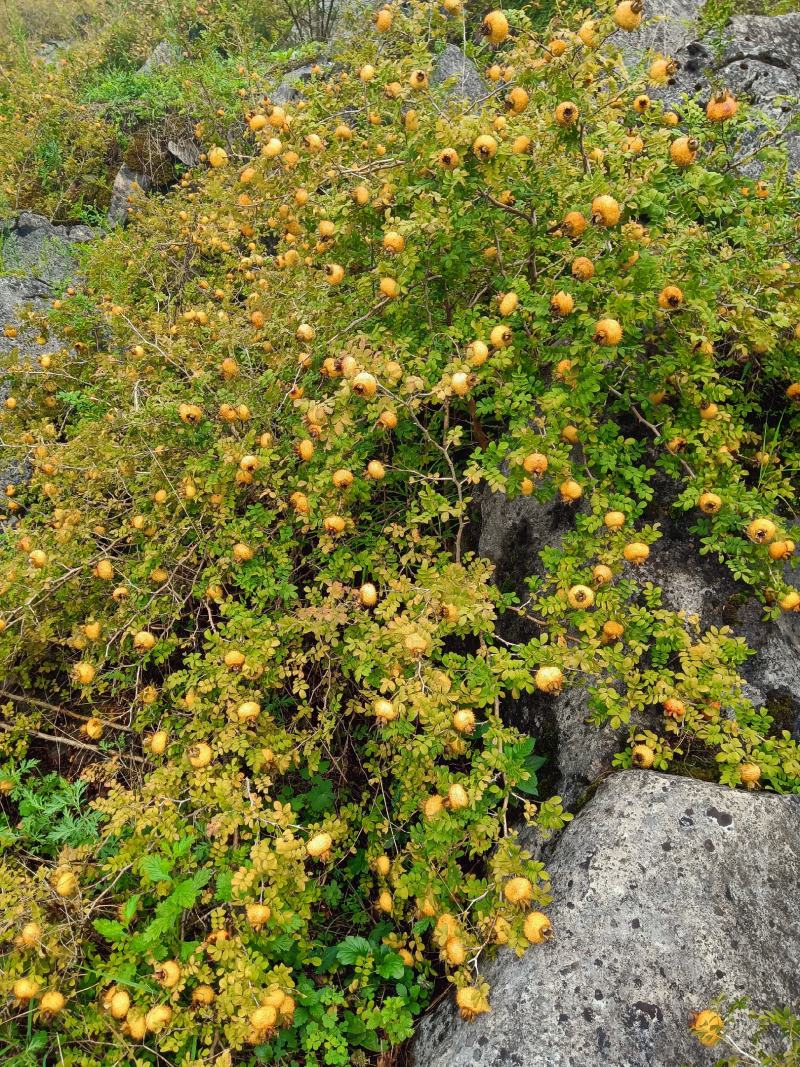 贵州本地有籽刺梨，上市了，基地现摘，纯野生模式栽培