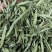 甜叶菊甜菊叶花茶甜叶菊茶天然甜味叶子花草茶
