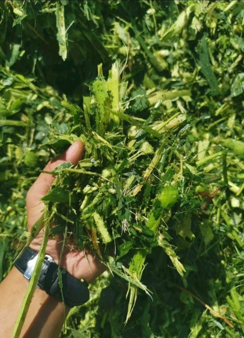 万亩青储料，大量上市！货量充足质量好！