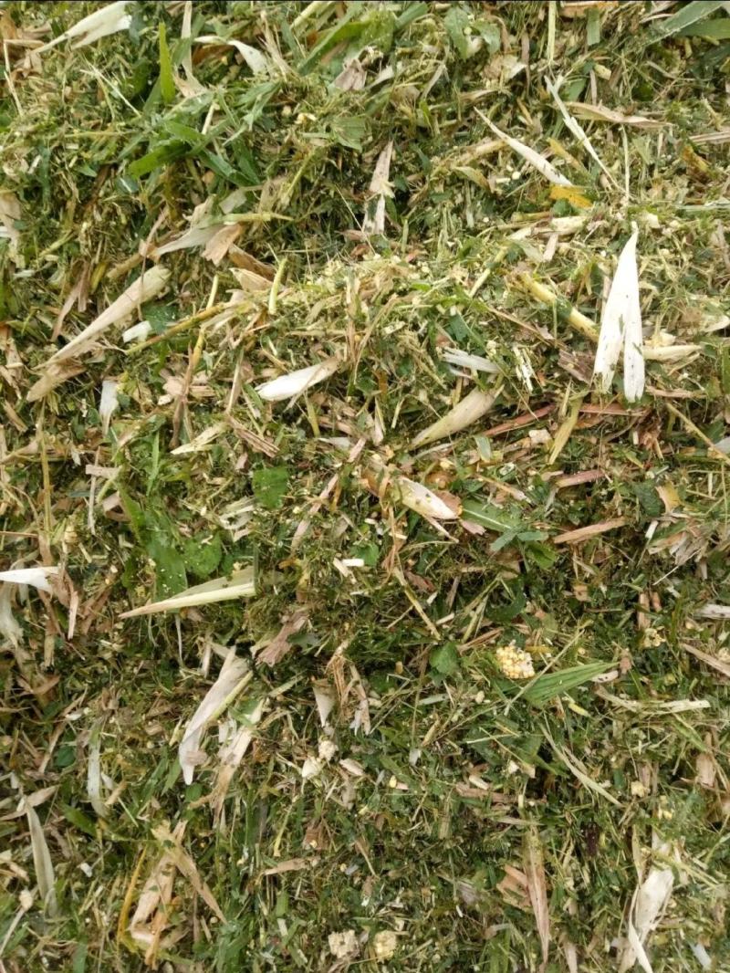 万亩青储料，大量上市！货量充足质量好！
