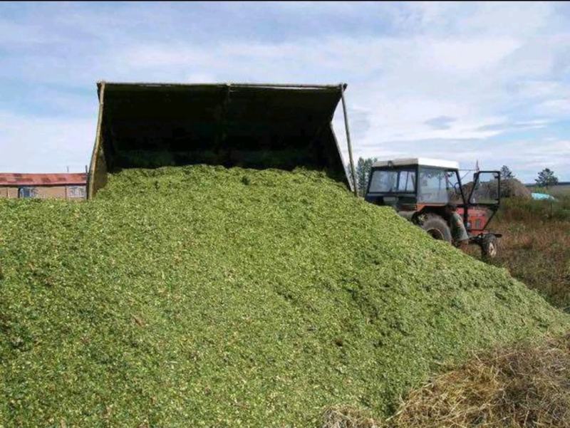 万亩青储料，大量上市！货量充足质量好！