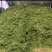 万亩青储料，大量上市！货量充足质量好！