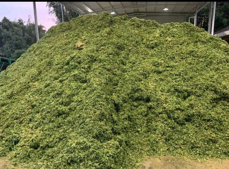 万亩青储料，大量上市！货量充足质量好！