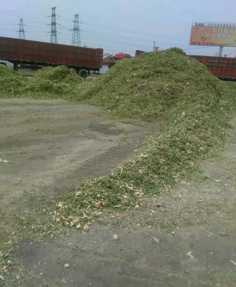 万亩青储料，大量上市！货量充足质量好！
