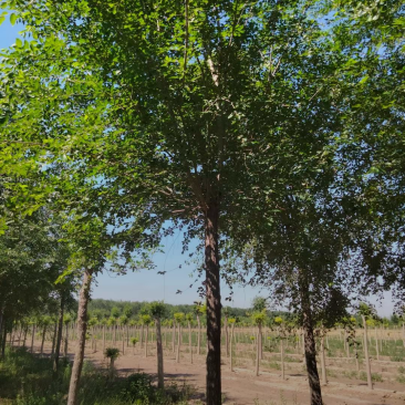 榆树11-20公分,精品榆树,自家苗圃,一手货源,价格低