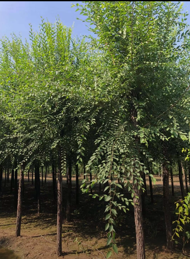 榆树11-20公分，精品榆树，自家苗圃，一手货源，价格低