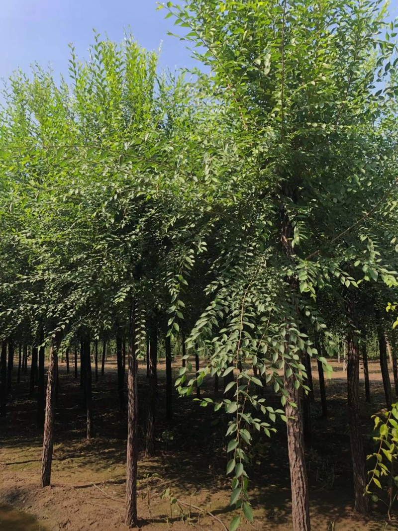 榆树11-20公分，精品榆树，自家苗圃，一手货源，价格低