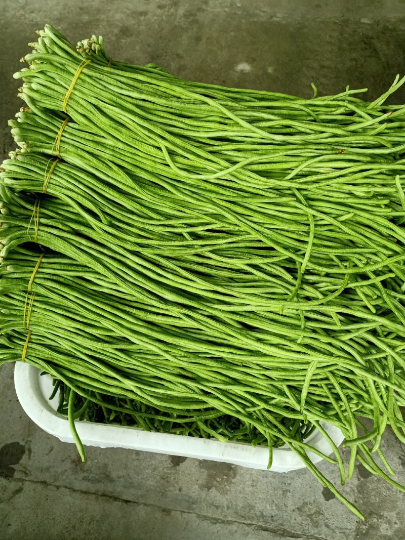 泡豇豆豇豆豇豆豇豆豇豆豇豆豇豆豇豆豇豆豇豆豇豆豇