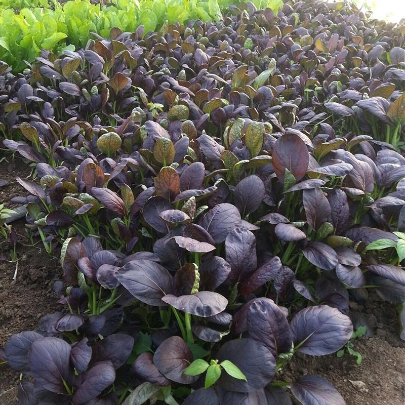 青梗菜种子