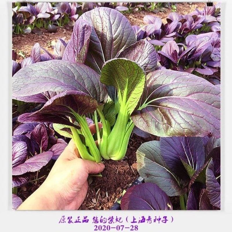 青梗菜种子