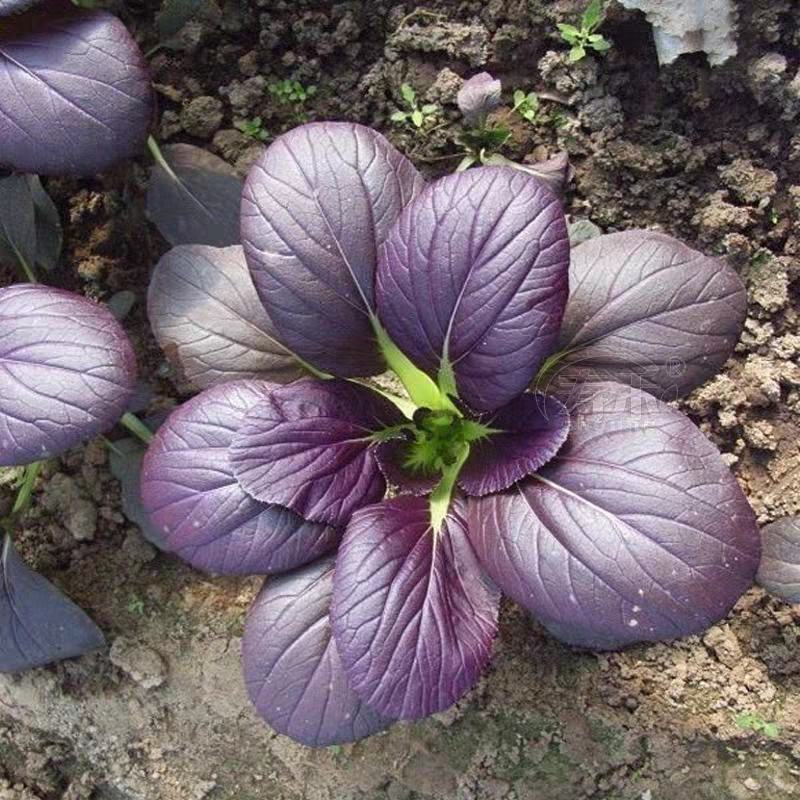 青梗菜种子