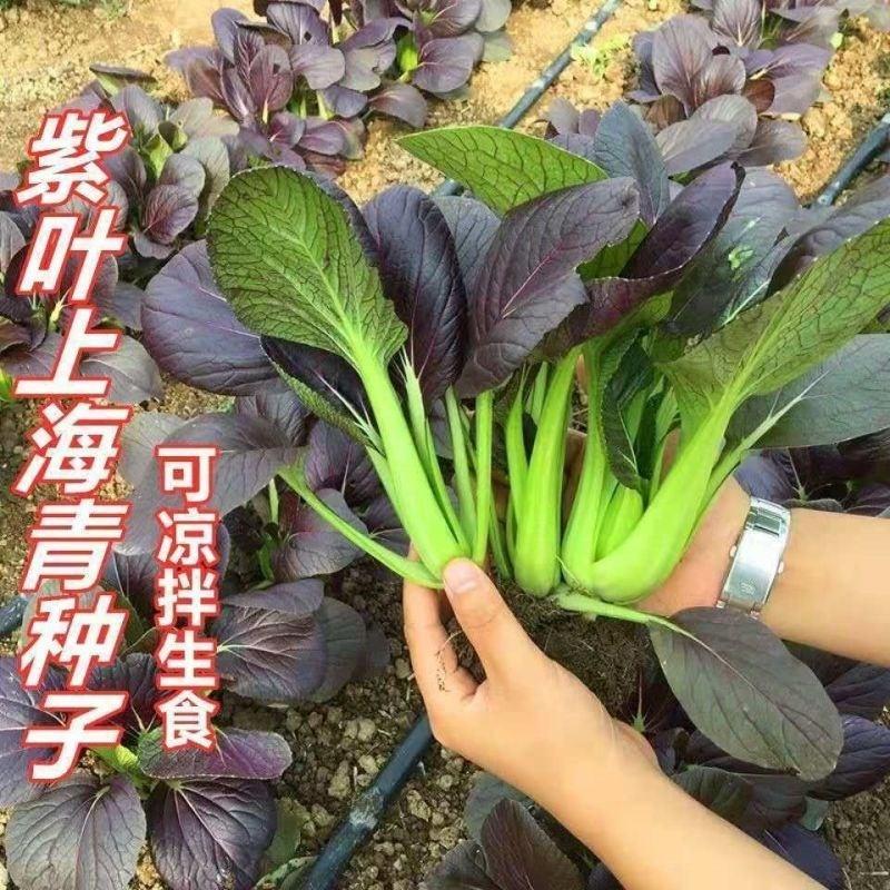 紫油菜种子小青菜种籽红上海青南方菜籽蔬菜孑菜种秋冬季四季