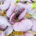青梗菜种子