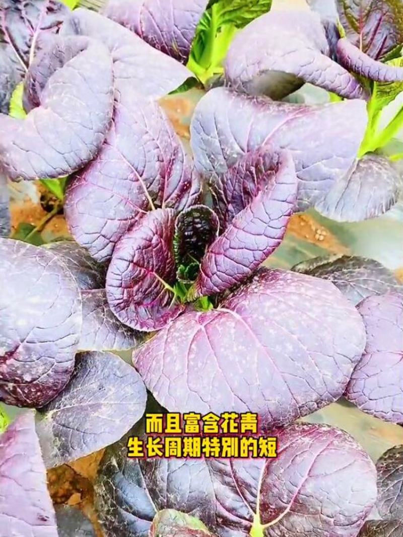 青梗菜种子