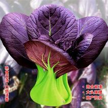 紫油菜种子小青菜种籽红上海青南方菜籽蔬菜孑菜种秋冬季四季