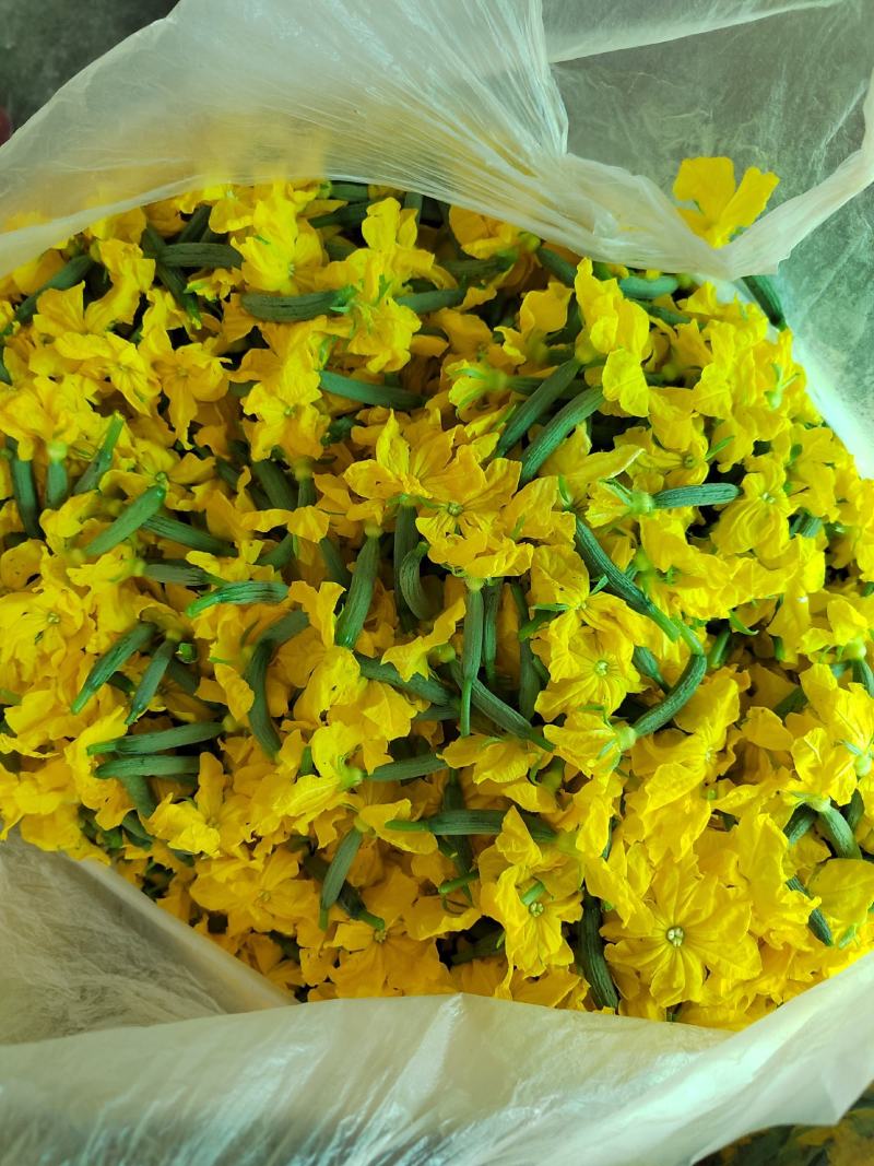 特色小黄瓜花