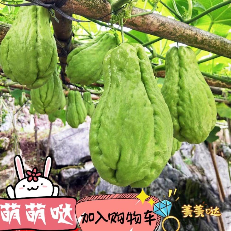 佛手瓜