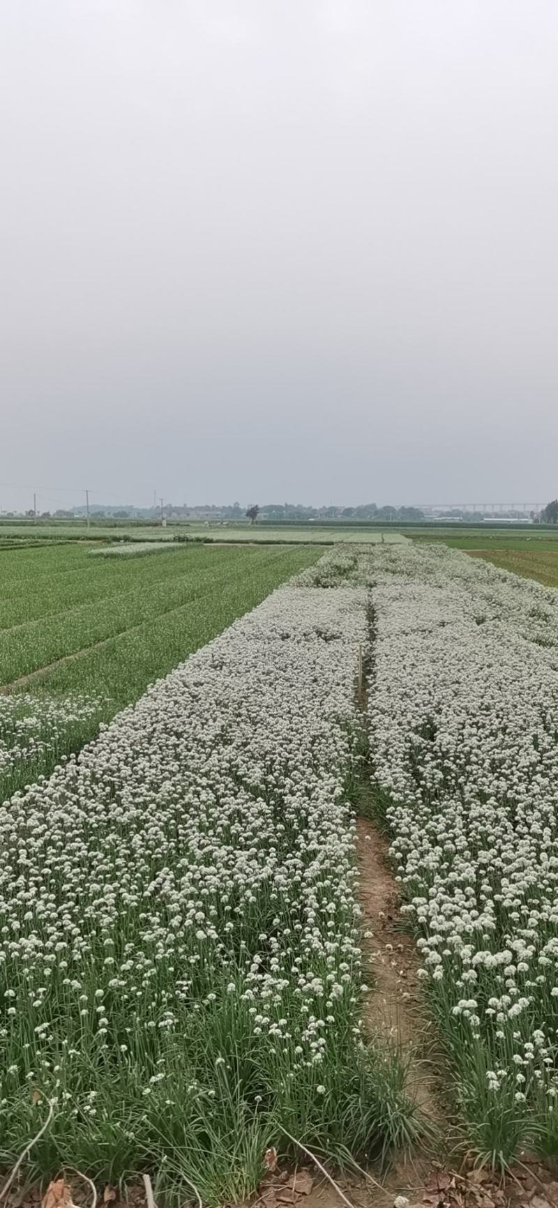韭菜花大量上市全国发货一手货源，品质保障，保客商满意！