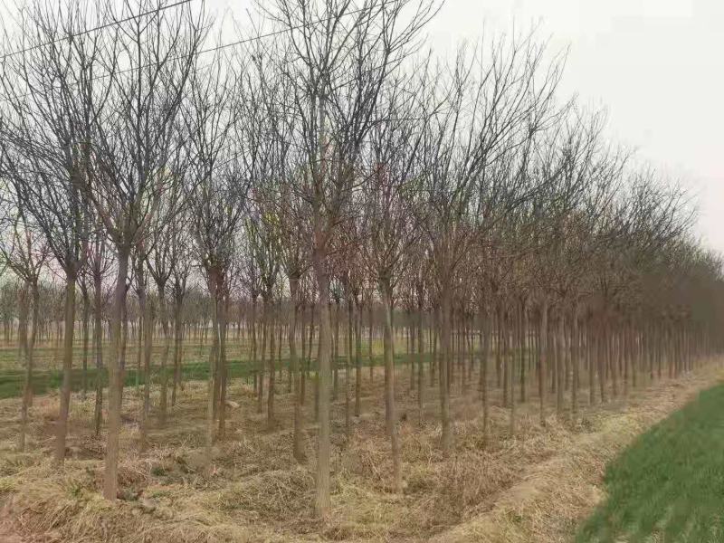 山西运城10到15公分国槐出售，苗圃直发，价格便宜