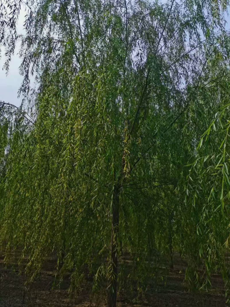 垂柳3-10公分，精品垂柳，自家苗圃，一手货源