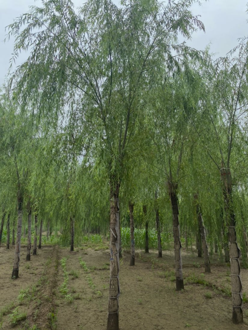 垂柳3-10公分，精品垂柳，自家苗圃，一手货源
