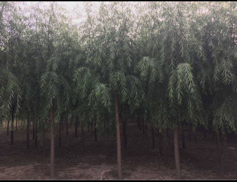 垂柳3-10公分，精品垂柳，自家苗圃，一手货源