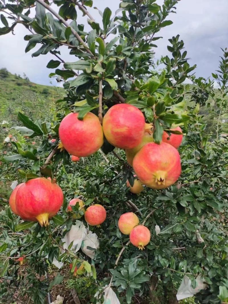 软籽石榴