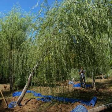 垂柳3-20公分大量销售中价格优惠质量好数量大