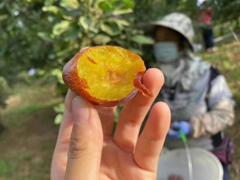 基地直发全阿克苏西梅—法兰西西基地直发全国，专业一件代发