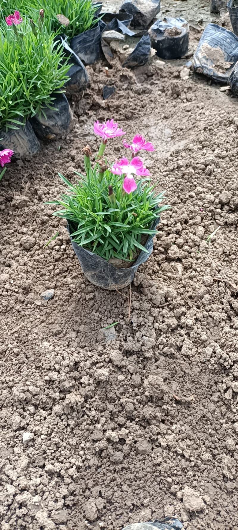 欧石竹开花神器全年开花花园一手货基地直发