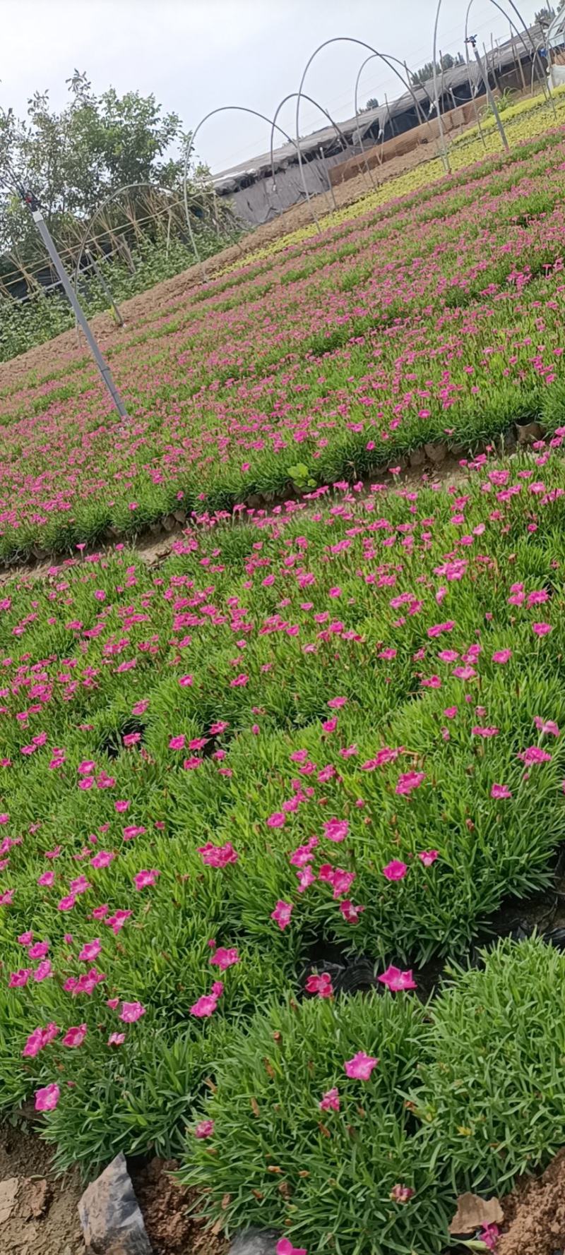 欧石竹开花神器全年开花花园一手货基地直发